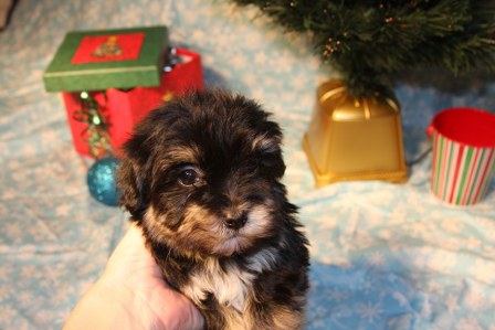 havanese-puppies